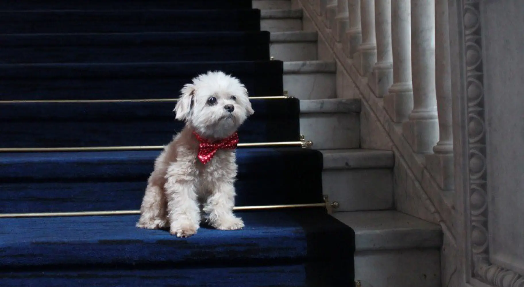Un chien assis sur des escaliers