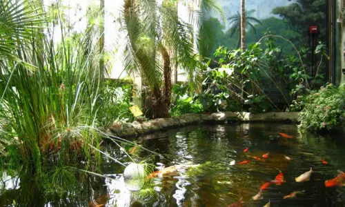 Un étang Koi entouré de verdure au Washington Park Botanical Garden.