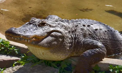 Un alligator au zoo de Scovill, Decatur, Illinois.