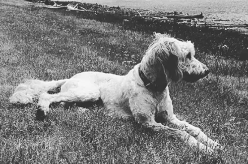 Un chien couché sur l'herbe