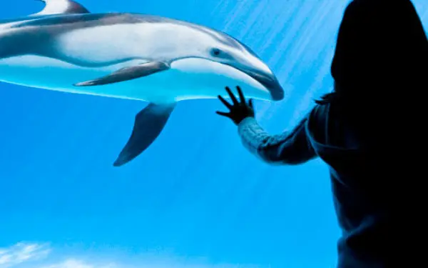 Une femme observe un dauphin à l'aquarium Shedd de Chicago.