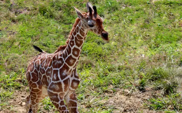 Bébé girafe au zoo de Peoria, Illinois.