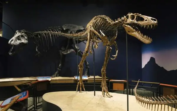 Un squelette de T.Rex dans un musée