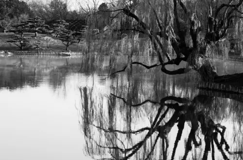 Lac avec un arbre