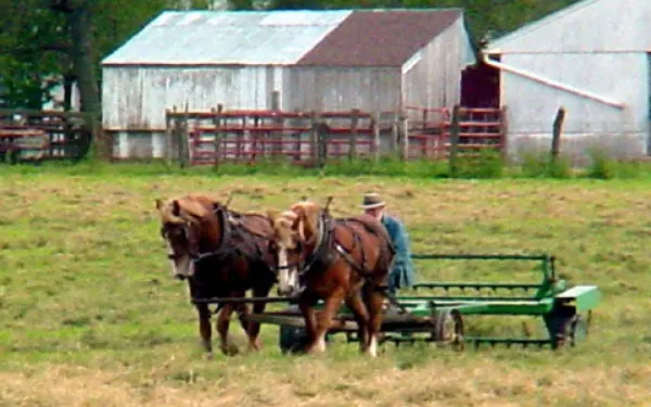 Deux chevaux et un homme hersant un champ d'herbe