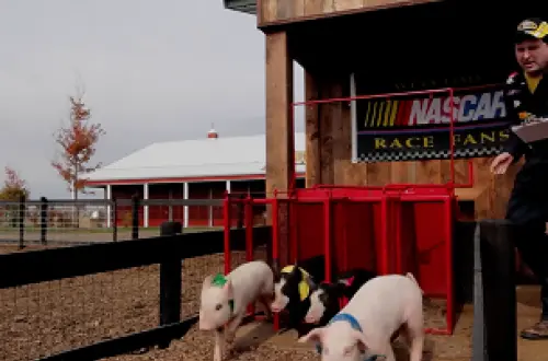 Des porcelets s'élancent des starting-blocks pour une course de cochons dans une ferme, sous le regard d'un commentateur. 