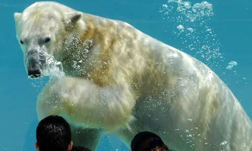 Un ours polaire sous l'eau au zoo de Lincoln Park, à Chicago.
