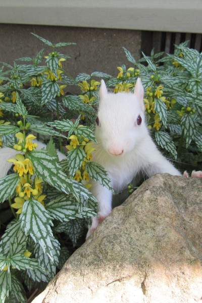 Un écureuil blanc dans la verdure, grimpant sur un rocher