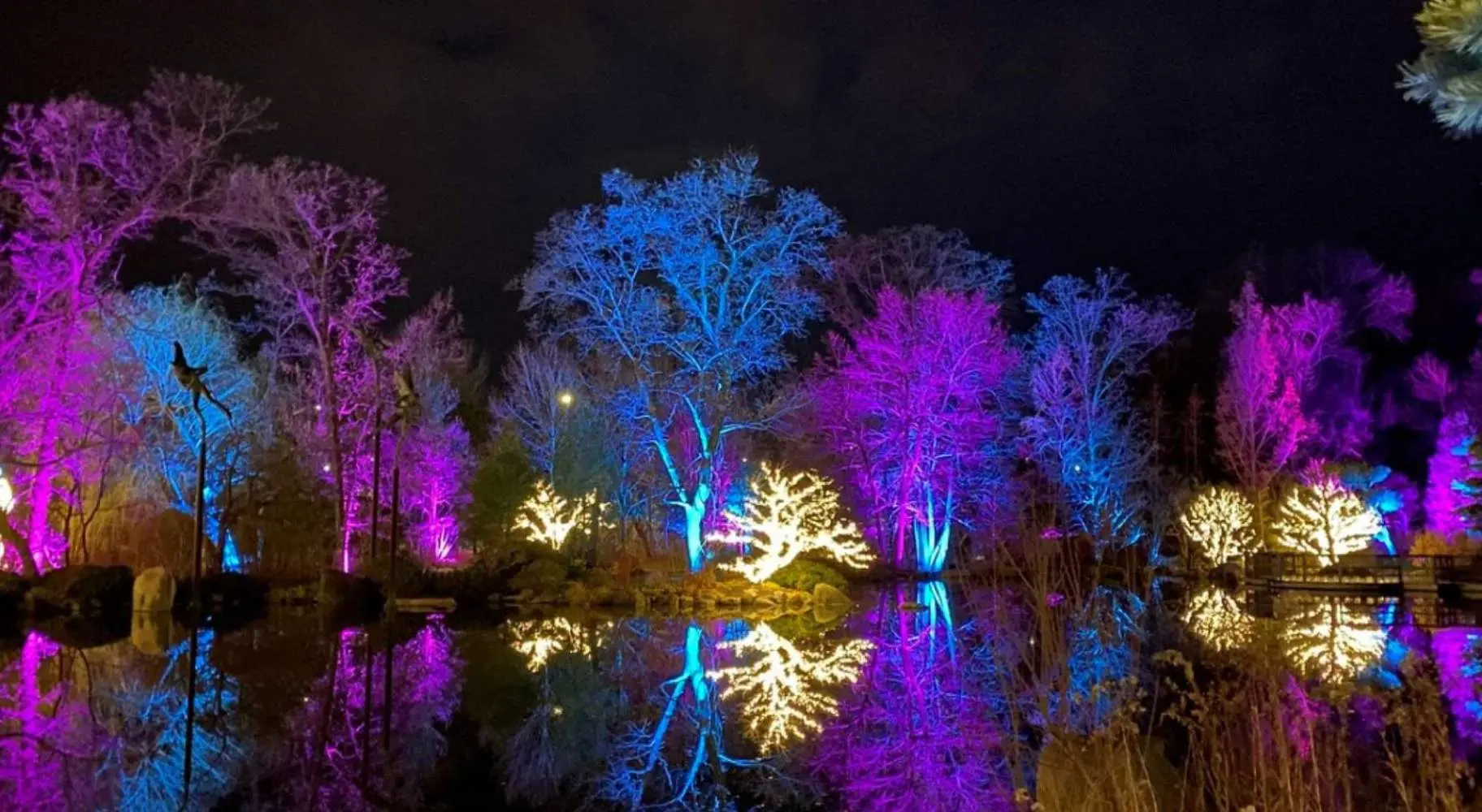 Des lumières violettes, bleues et blanches illuminent les arbres.