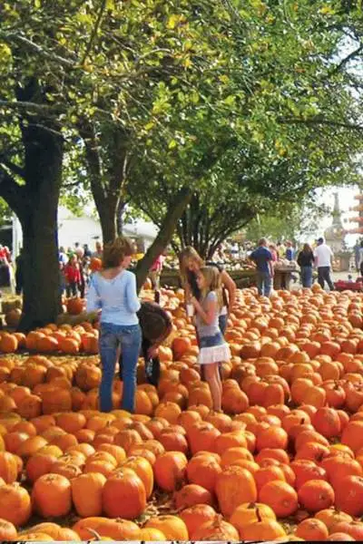 Beaucoup de citrouilles étalées sur le sol