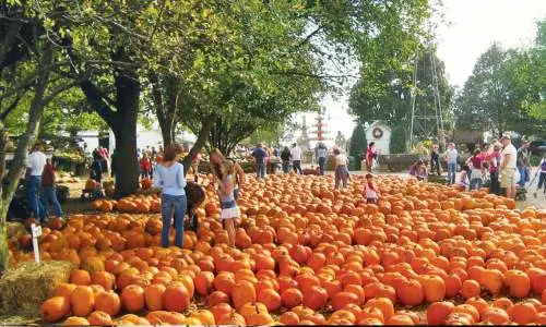 Plein de citrouilles étalées sur le sol