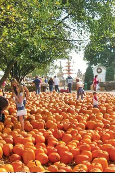 Un champ de citrouilles