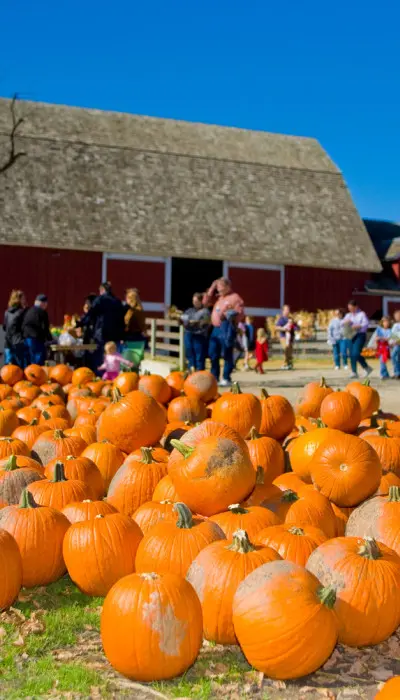 Beaucoup de citrouilles disposées