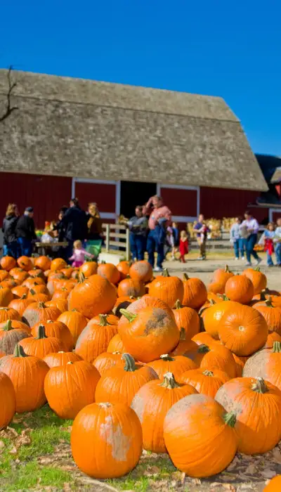 Beaucoup de citrouilles disposées