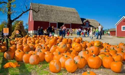 Plein de citrouilles au sol