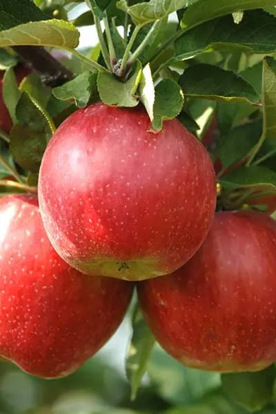 Trois pommes sur une branche