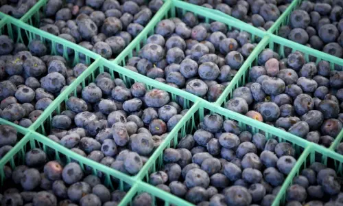 Caisses de myrtilles 