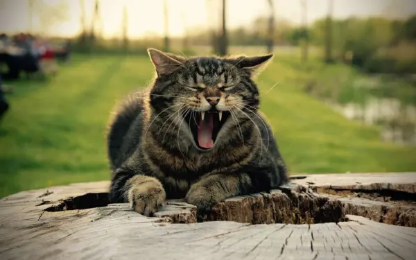 Un chat assis sur un rondin de bois en train de bailler