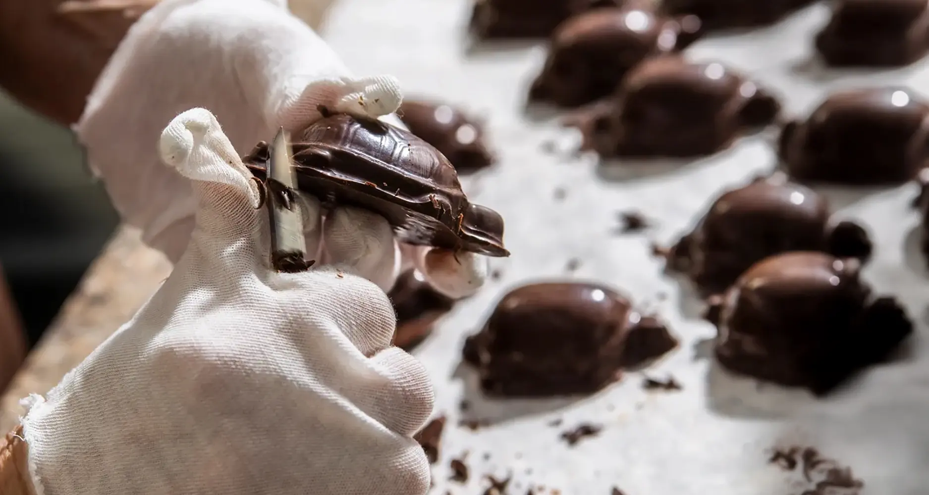 Tortues chocolatées en cours de parage