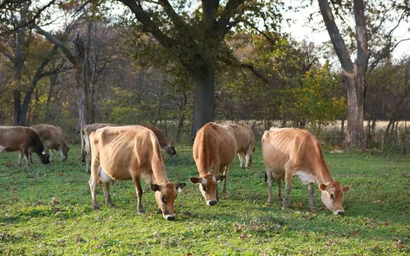 Vaches broutant dans un enclos