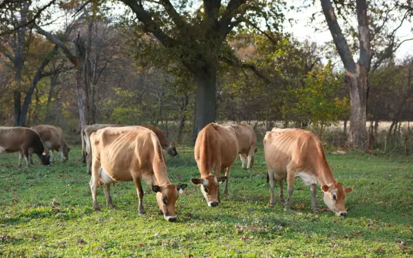 Vaches broutant dans un enclos