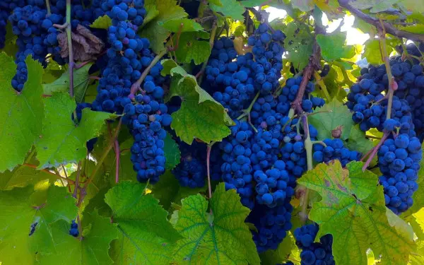 Une vigne d'un bleu éclatant
