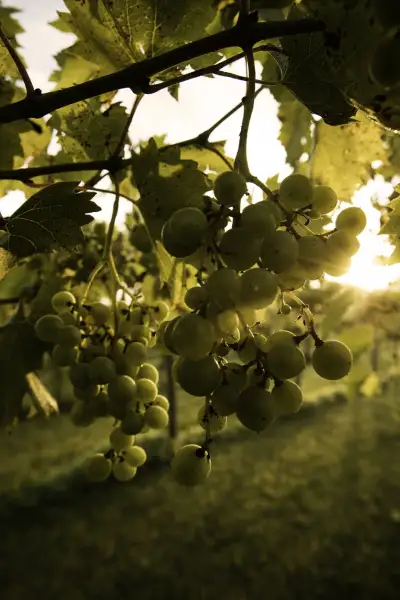 Soleil traversant des vignes dans un vignoble