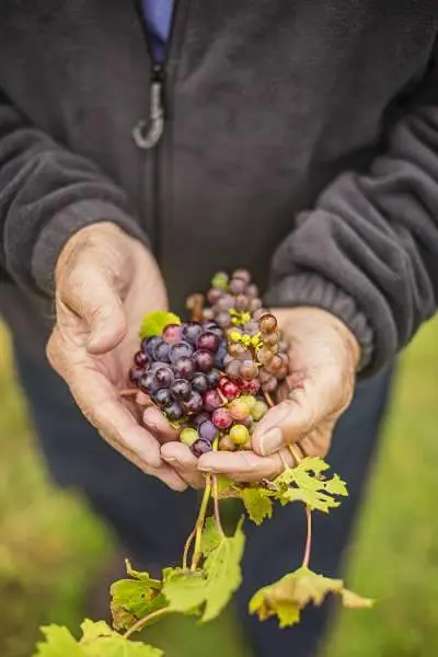 Les mains d'un homme tenant des raisins