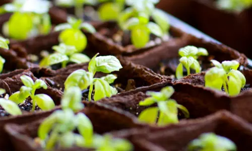 Plantes multiples dans le sol