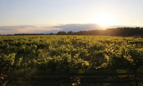 Le soleil se couche sur un vignoble