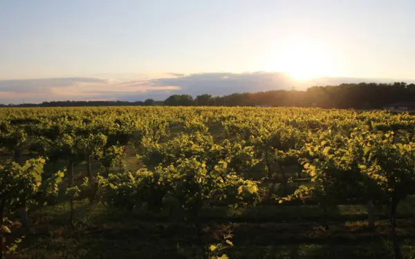 Le soleil se couche sur un vignoble