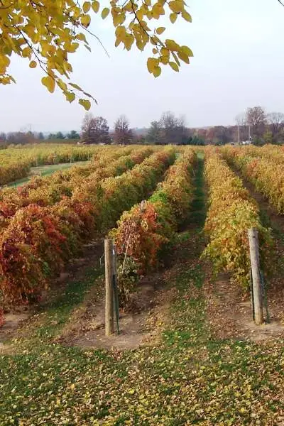 Rangs de raisins dans un vignoble