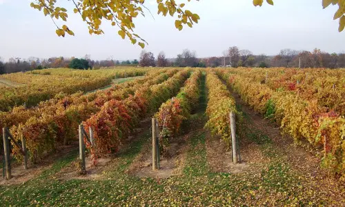 Rangs de raisins dans un vignoble