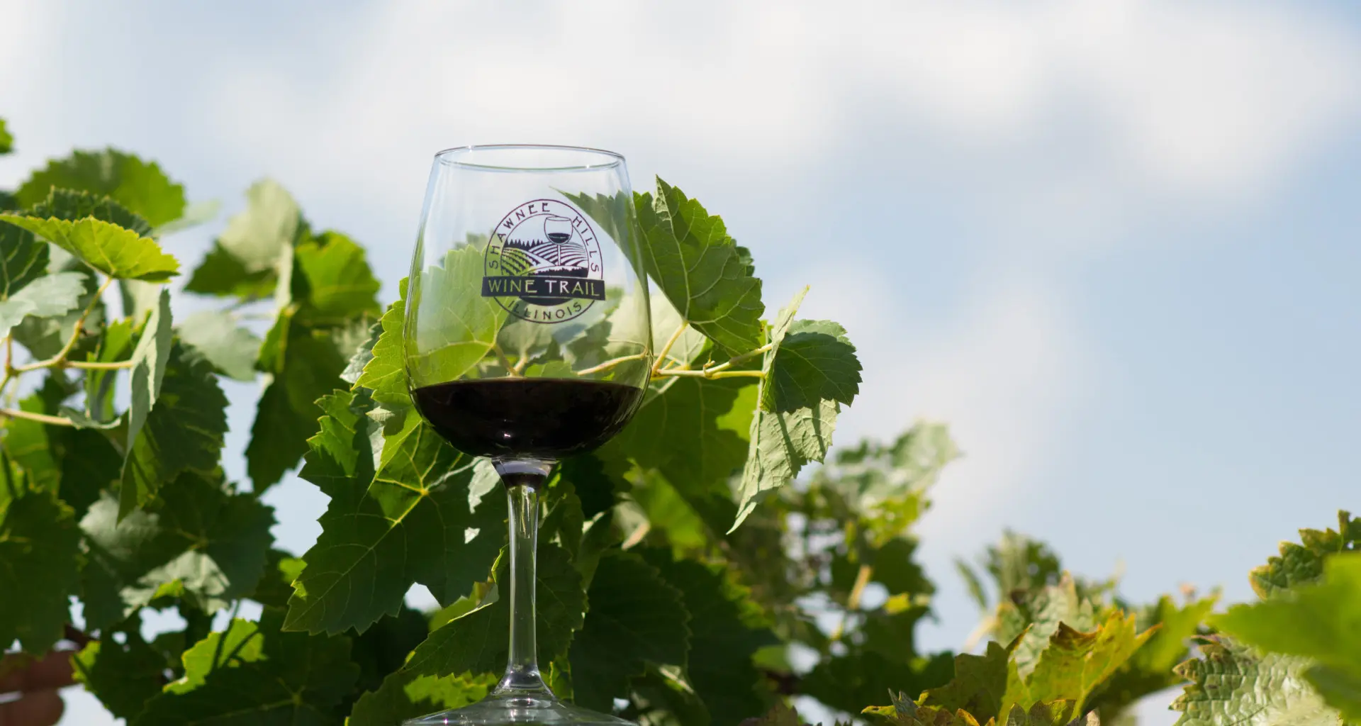 Verre de vin dans un vignoble