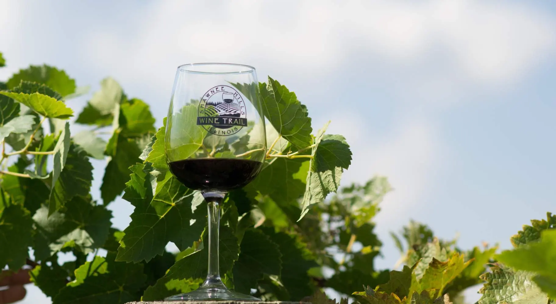 Verre de vin dans un vignoble