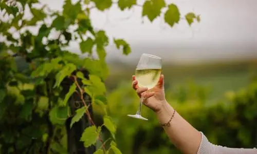 Un vin blanc sur fond de vignoble