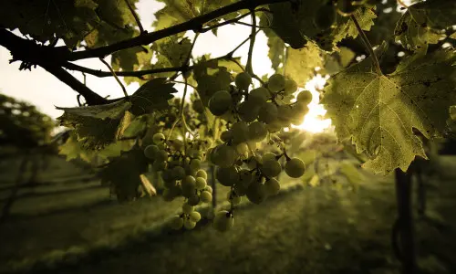 Raisins dans un vignoble