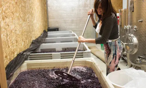 Une femme mélange les raisins dans un grand récipient pour faire du vin.