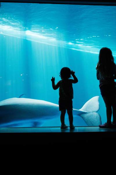Enfants regardant un aquarium