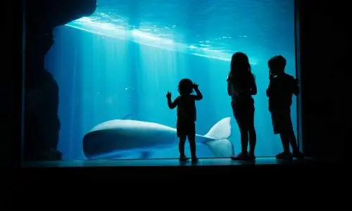 Enfants regardant un aquarium