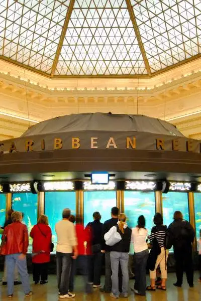 Personnes entourant l'exposition sur les récifs des Caraïbes à l'aquarium Shedd.