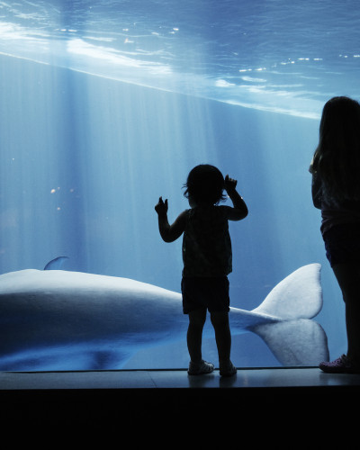 Des enfants regardent une baleine à travers la vitre