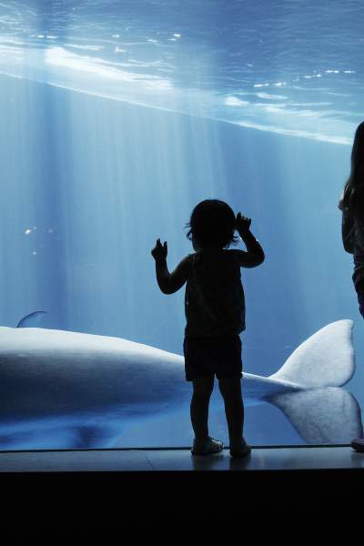 Des enfants regardent une baleine à travers la vitre