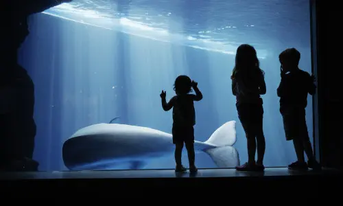 Des enfants regardent une baleine à travers la vitre