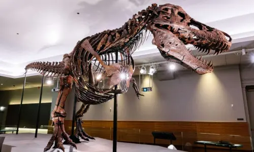 Flanc gauche d'un dinosaure au Musée des sciences et de l'industrie.