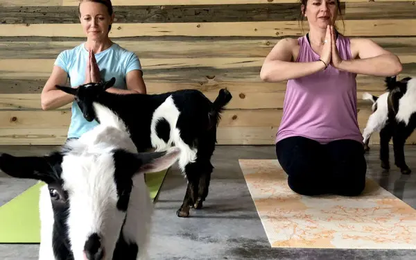 Yoga avec des chèvres 