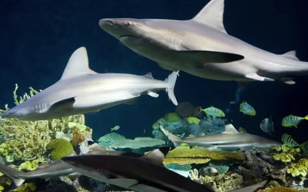 Un frisson de requins à l'aquarium Shedd.