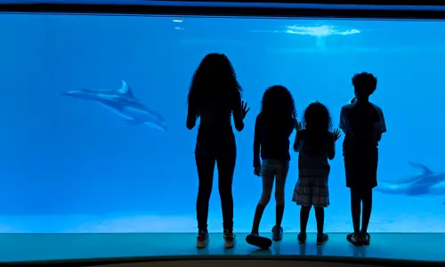 Un groupe d'enfants observe les dauphins à l'aquarium Shedd