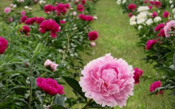 Un jardin de pivoines roses à Peony Hill Farm à Harrisburg