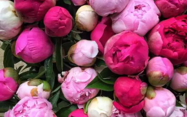 Un bouquet de pivoines à la ferme de Peony Hill